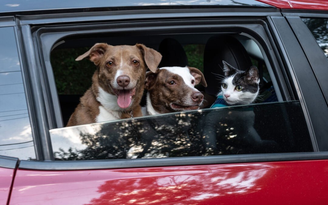 6 dicas essenciais para viajar com cachorro no carro