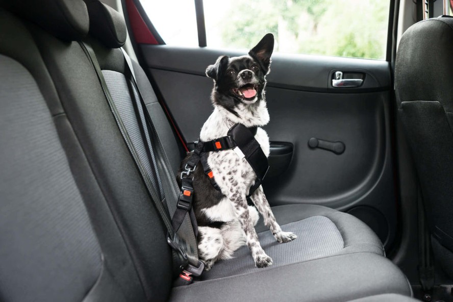 Descubra como seu cachorro pode viajar de carro com segurança e conforto!